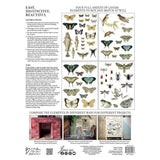 IOD Full Colour Transfer - Entomology Etcetera