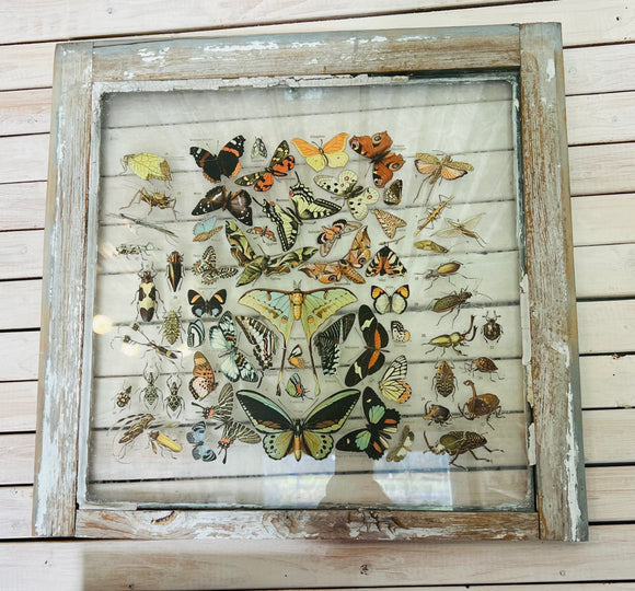 Bug and Butterfly Transfer Window