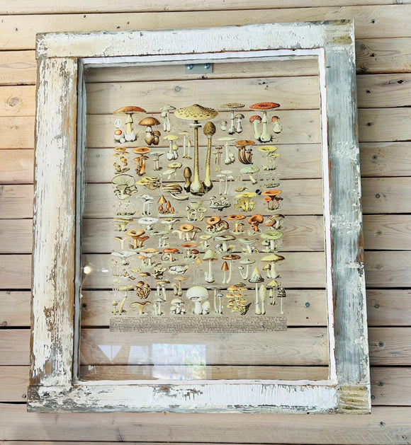 Mushroom Transfer Window