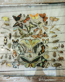 Bug and Butterfly Transfer Window