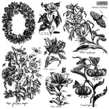 IOD Clear Stamps - Nature’s Etching