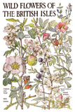 IOD Full Colour Transfer - Primrose Isle