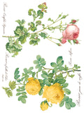 IOD Full Colour Transfer - Rose Botanical IOD Transfer