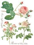 IOD Full Colour Transfer - Rose Botanical IOD Transfer