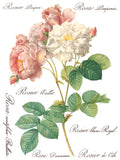 IOD Full Colour Transfer - Rose Botanical IOD Transfer