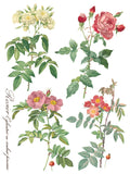 IOD Full Colour Transfer - Rose Botanical IOD Transfer